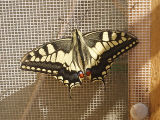 4 bruchi e un mistero (identificazione)